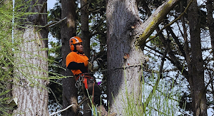 R&J Tree Service place picture